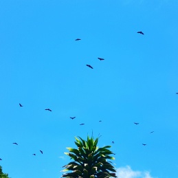 Fruit bats over Lae